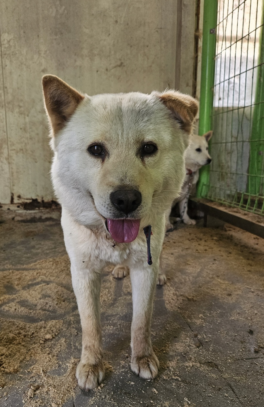 울산유기동물보호센터_431373202500398
